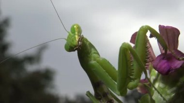 Dişi peygamber devesi (Mantis religiosa) bir çiçeğin üzerinde avını bekliyor, yakından. Ukrayna