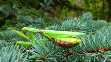 Dişi peygamber devesi (Mantis religiosa) bir çiçeğin üzerinde avını bekliyor, yakından. Ukrayna