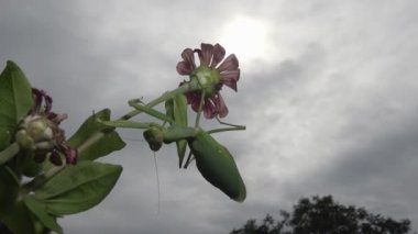 Dişi peygamber devesi (Mantis religiosa) bir çiçeğin üzerinde avını bekliyor, yakından. Ukrayna