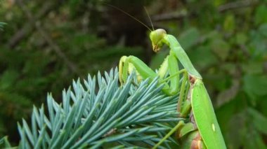 Dişi peygamber devesi (Mantis religiosa) bir çiçeğin üzerinde avını bekliyor, yakından. Ukrayna