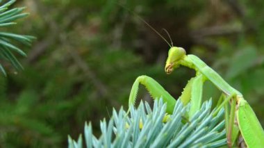 Dişi peygamber devesi (Mantis religiosa) bir çiçeğin üzerinde avını bekliyor, yakından. Ukrayna