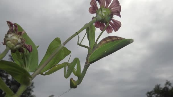 Weibchen Wartet Die Europäische Gottesanbeterin Mantis Religiosa Großaufnahme Auf Ihre — Stockvideo