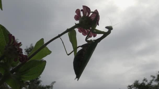 Vrouw Europese Bidsprinkhaan Mantis Religiosa Wacht Zijn Prooi Een Bloem — Stockvideo