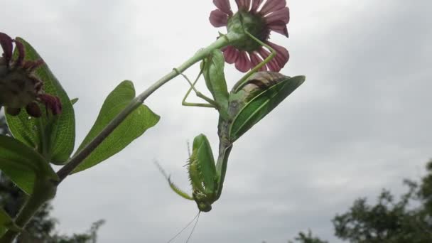 Female European Mantis Mantis Religiosa Waiting Its Prey Flower Close — Stock Video