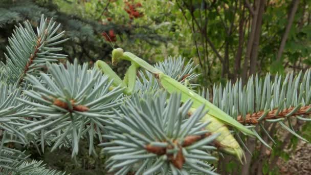 Female European Mantis Mantis Religiosa Waiting Its Prey Flower Close — Stockvideo