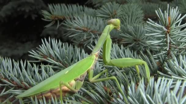 欧洲螳螂 Mantis Religiosa 正等着它的猎物在花朵上 乌克兰 — 图库视频影像