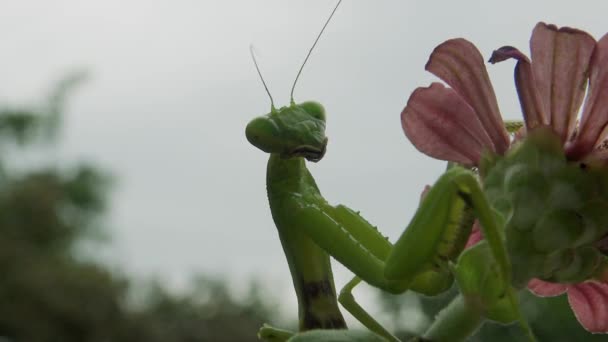 Female European Mantis Mantis Religiosa Waiting Its Prey Flower Close — Stockvideo