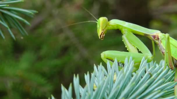 Dişi Peygamber Devesi Mantis Religiosa Bir Çiçeğin Üzerinde Avını Bekliyor — Stok video