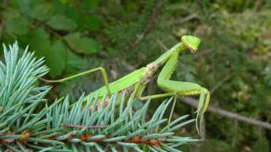 Dişi peygamber devesi (Mantis religiosa) bir çiçeğin üzerinde avını bekliyor, yakından. Ukrayna