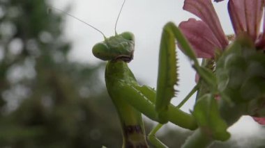 Dişi peygamber devesi (Mantis religiosa) bir çiçeğin üzerinde avını bekliyor, yakından. Ukrayna
