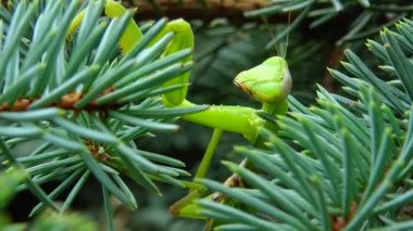 Dişi peygamber devesi (Mantis religiosa) bir çiçeğin üzerinde avını bekliyor, yakından. Ukrayna