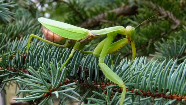 Hembra Mantis Europea Mantis Religiosa Está Esperando Presa Una Flor — Vídeos de Stock