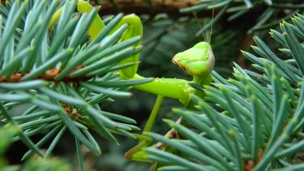 女性ヨーロッパのマンティス Mantis Ligiosa は花で獲物を待っています クローズアップ ウクライナ — ストック動画