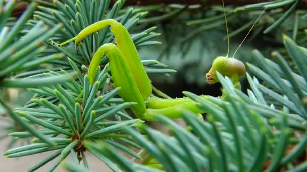 Vrouw Europese Bidsprinkhaan Mantis Religiosa Wacht Zijn Prooi Een Bloem — Stockvideo