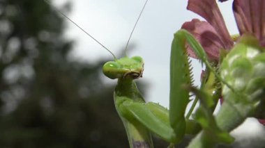 Dişi peygamber devesi (Mantis religiosa) bir çiçeğin üzerinde avını bekliyor, yakından. Ukrayna
