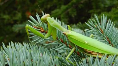 Dişi peygamber devesi (Mantis religiosa) bir çiçeğin üzerinde avını bekliyor, yakından. Ukrayna