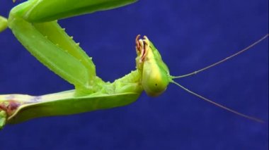 Dişi peygamber devesi (Mantis religiosa) bir çiçeğin üzerinde avını bekliyor, yakından. Ukrayna