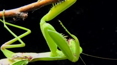 Dişi peygamber devesi (Mantis religiosa) bir çiçeğin üzerinde avını bekliyor, yakından. Ukrayna