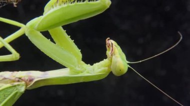 Dişi peygamber devesi (Mantis religiosa) bir çiçeğin üzerinde avını bekliyor, yakından. Ukrayna