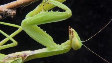 Dişi peygamber devesi (Mantis religiosa) bir çiçeğin üzerinde avını bekliyor, yakından. Ukrayna
