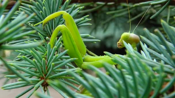 女性ヨーロッパのマンティス Mantis Ligiosa は花で獲物を待っています クローズアップ ウクライナ — ストック動画