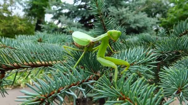 欧洲螳螂 Mantis Religiosa 正等着它的猎物在花朵上 乌克兰 — 图库视频影像