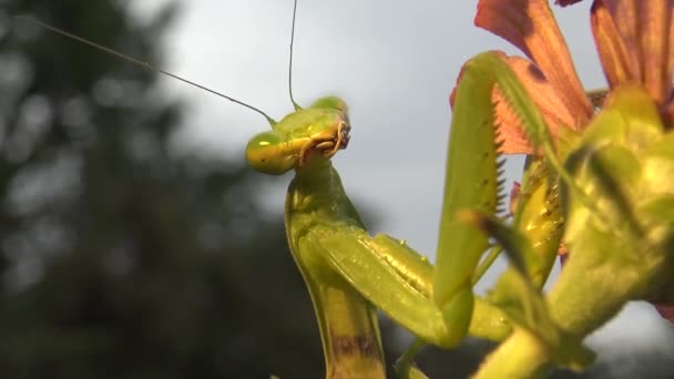 欧洲螳螂 Mantis Religiosa 正等着它的猎物在花朵上 乌克兰 — 图库视频影像