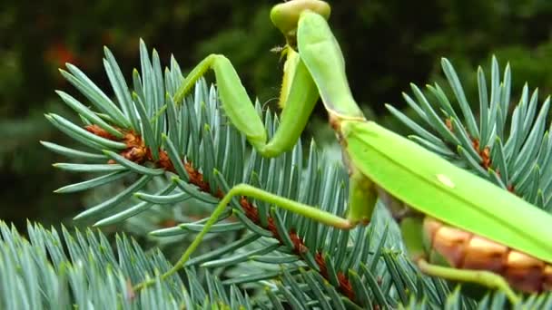 Hembra Mantis Europea Mantis Religiosa Está Esperando Presa Una Flor — Vídeo de stock