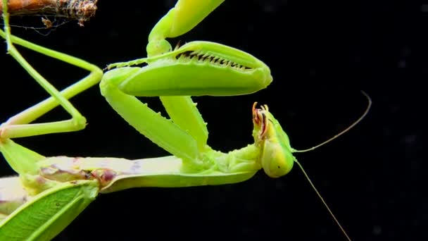 사마귀 Mantis Religiosa 암컷은 꽃에서 먹이를 가까이 기다리고 우크라 — 비디오