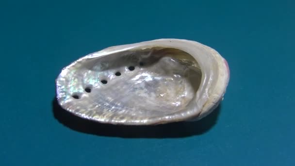 Haliotis Κοινό Όνομα Abalone Paua Ormer Ερυθρά Θάλασσα — Αρχείο Βίντεο