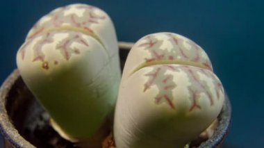 Lithops dorotheae Güney Afrika 'da bulunan bir tür.. 