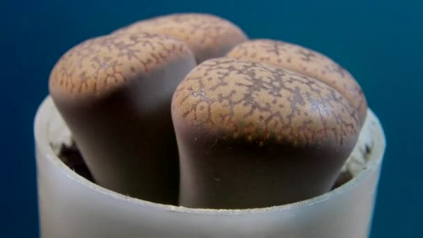 Langsame Rotation Lithops Aucampiae Ist Eine Lithopsart Die Südafrika Vorkommt — Stockvideo