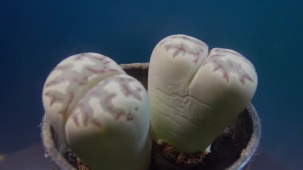 Lithops Dorotheae Een Libellensoort Uit Familie Van Lithops Onderorde Echte — Stockvideo