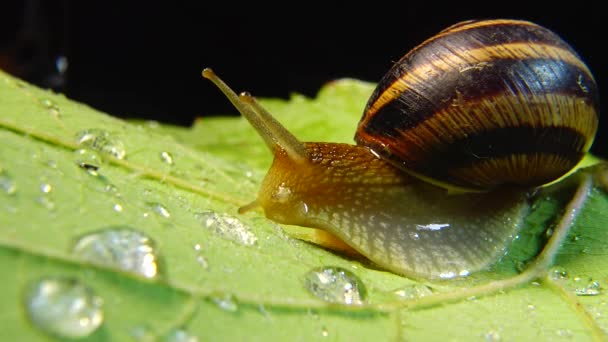 Helix Pomatia Vanliga Namn Den Romerska Snigel Bourgogne Snigel Ätlig — Stockvideo