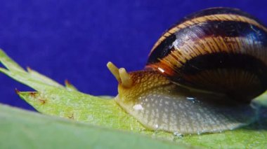 Helix Pomatia, Roma salyangozu, Burgundy salyangozu, yenilebilir salyangoz ya da salyangoz olarak bilinir. Salyangoz yavaşça bir yaprağın üzerinde sürünür. Ukrayna Hayvanı.