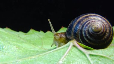 Helix Pomatia, Roma salyangozu, Burgundy salyangozu, yenilebilir salyangoz ya da salyangoz olarak bilinir. Salyangoz yavaşça bir yaprağın üzerinde sürünür. Ukrayna Hayvanı.