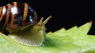 Helix Pomatia, Roma salyangozu, Burgundy salyangozu, yenilebilir salyangoz ya da salyangoz olarak bilinir. Salyangoz yavaşça bir yaprağın üzerinde sürünür. Ukrayna Hayvanı.