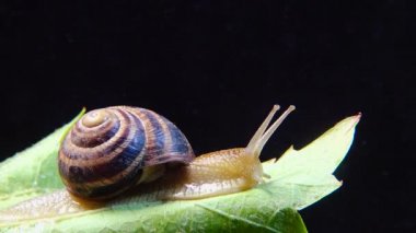 Helix Pomatia, Roma salyangozu, Burgundy salyangozu, yenilebilir salyangoz ya da salyangoz olarak bilinir. Salyangoz yavaşça bir yaprağın üzerinde sürünür. Ukrayna Hayvanı.