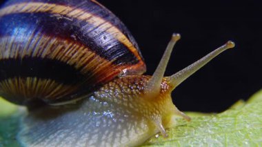 Helix Pomatia, Roma salyangozu, Burgundy salyangozu, yenilebilir salyangoz ya da salyangoz olarak bilinir. Salyangoz yavaşça bir yaprağın üzerinde sürünür. Ukrayna Hayvanı.