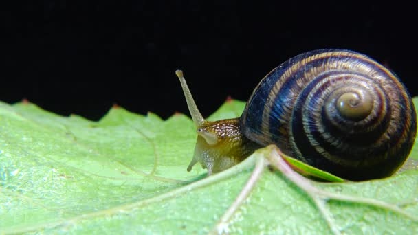 Helix Pomatia Распространённые Названия Римская Улитка Бургундская Улитка Съедобная Улитка — стоковое видео