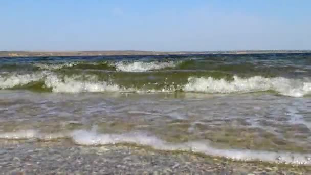 Βρώμικο Νερό Μικροφύκη Κύματα Πάει Προς Την Κάμερα Στην Αμμώδη — Αρχείο Βίντεο