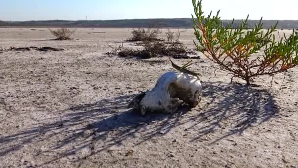 Acrida Ungarica Insecte Assis Sur Vieux Crâne Animal Prédateur Sur — Video