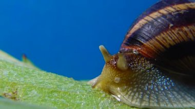 Helix Pomatia, Roma salyangozu, Burgundy salyangozu, yenilebilir salyangoz ya da salyangoz olarak bilinir. Salyangoz yavaşça bir yaprağın üzerinde sürünür. Ukrayna Hayvanı.