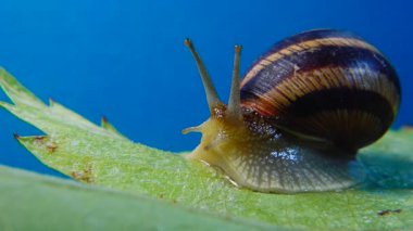 Helix Pomatia, Roma salyangozu, Burgundy salyangozu, yenilebilir salyangoz ya da salyangoz olarak bilinir. Salyangoz yavaşça bir yaprağın üzerinde sürünür. Ukrayna Hayvanı.