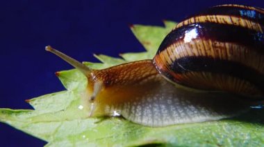 Helix Pomatia, Roma salyangozu, Burgundy salyangozu, yenilebilir salyangoz ya da salyangoz olarak bilinir. Salyangoz yavaşça bir yaprağın üzerinde sürünür. Ukrayna Hayvanı.
