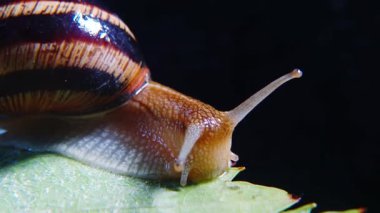 Helix Pomatia, Roma salyangozu, Burgundy salyangozu, yenilebilir salyangoz ya da salyangoz olarak bilinir. Salyangoz yavaşça bir yaprağın üzerinde sürünür. Ukrayna Hayvanı.