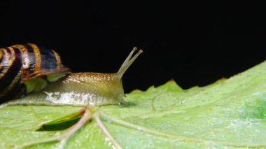Helix Pomatia, Roma salyangozu, Burgundy salyangozu, yenilebilir salyangoz ya da salyangoz olarak bilinir. Salyangoz yavaşça bir yaprağın üzerinde sürünür. Ukrayna Hayvanı.