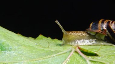 Helix Pomatia, Roma salyangozu, Burgundy salyangozu, yenilebilir salyangoz ya da salyangoz olarak bilinir. Salyangoz yavaşça bir yaprağın üzerinde sürünür. Ukrayna Hayvanı.
