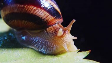 Helix Pomatia, Roma salyangozu, Burgundy salyangozu, yenilebilir salyangoz ya da salyangoz olarak bilinir. Salyangoz yavaşça bir yaprağın üzerinde sürünür. Ukrayna Hayvanı.
