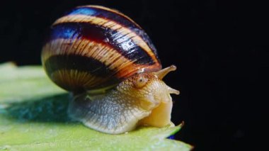 Helix Pomatia, Roma salyangozu, Burgundy salyangozu, yenilebilir salyangoz ya da salyangoz olarak bilinir. Salyangoz yavaşça bir yaprağın üzerinde sürünür. Ukrayna Hayvanı.
